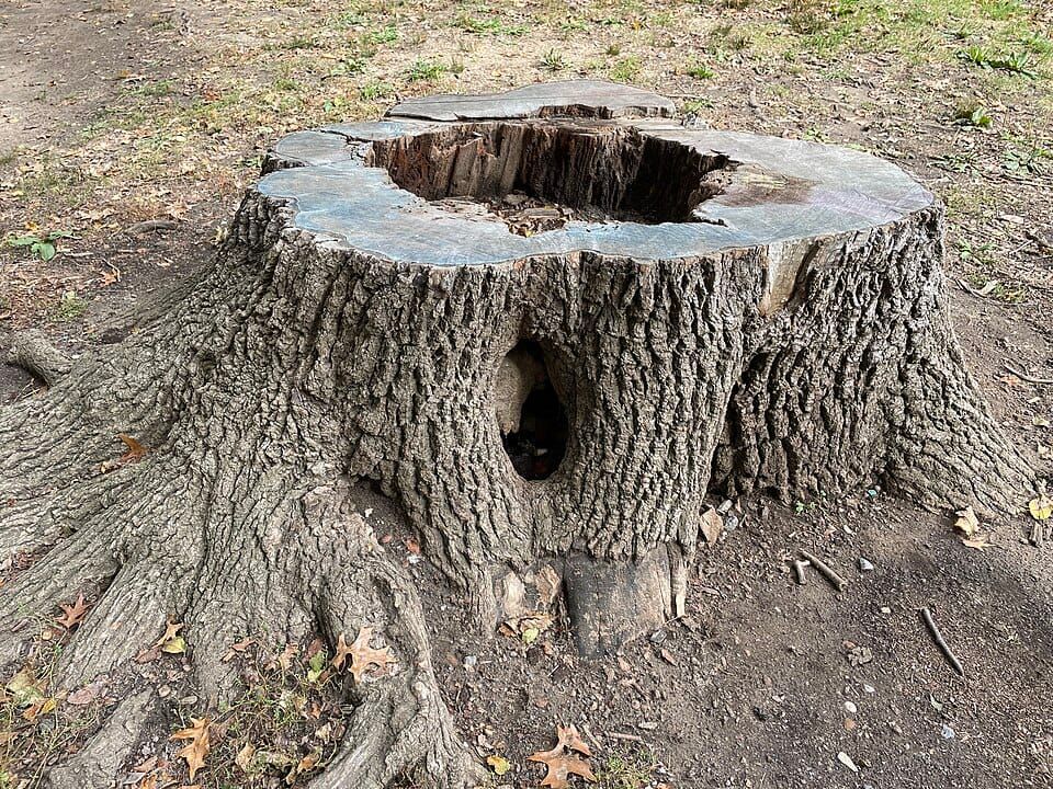 Photo of a tree stump in Prospect Park, New York City