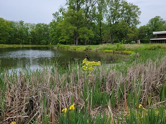 A pond surrounded by reeds and other greenery