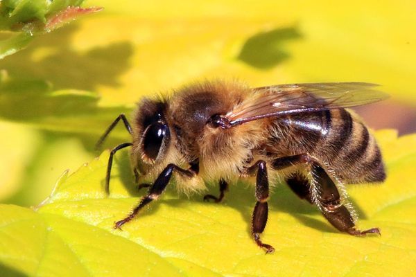 bee's knees