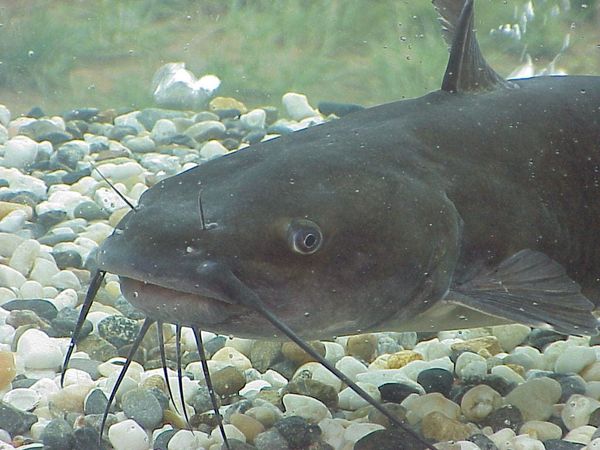 Photo of a fish with four pair of prominent barbels (“whiskers”)