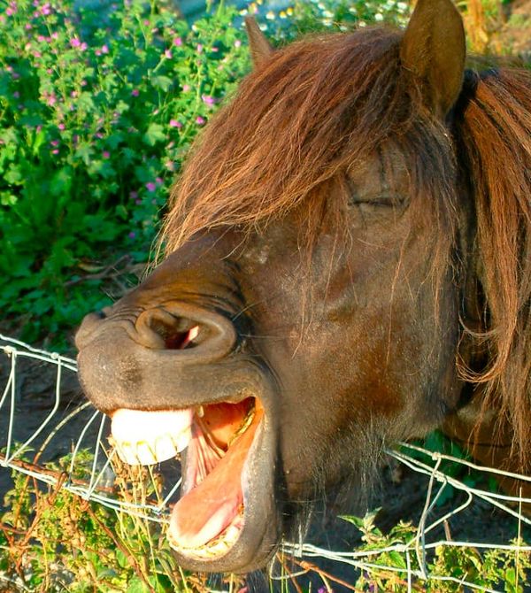 Photo of a pony sticking its head over a wire fence and yawning, showing its teeth