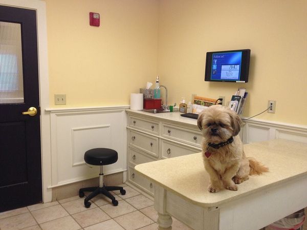 Photo of a small dog (a Shih-Tzu) sitting on an examination table in a veterinarian’s office