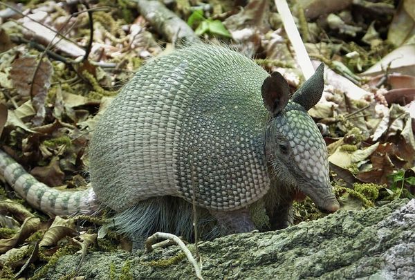 An armadillo standing on leaf-strewn forest floor