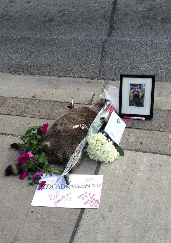 Photo of dead raccoon on a sidewalk with flowers, notes of condolence, and a photo arrayed about the corpse