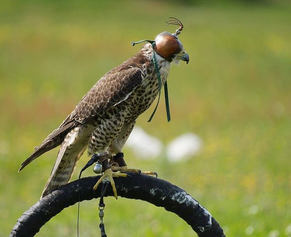 Photo of a hawk used in falconry, perched wearing a hood and belled leash