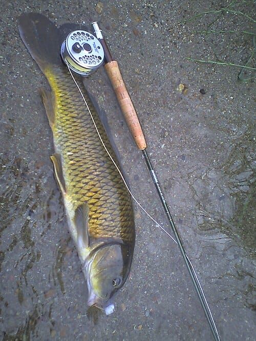 Photo of a dead carp, lying on the ground with a hook in its mouth, next to a rod and reel