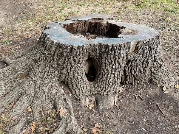 Photo of a tree stump in Prospect Park, New York City