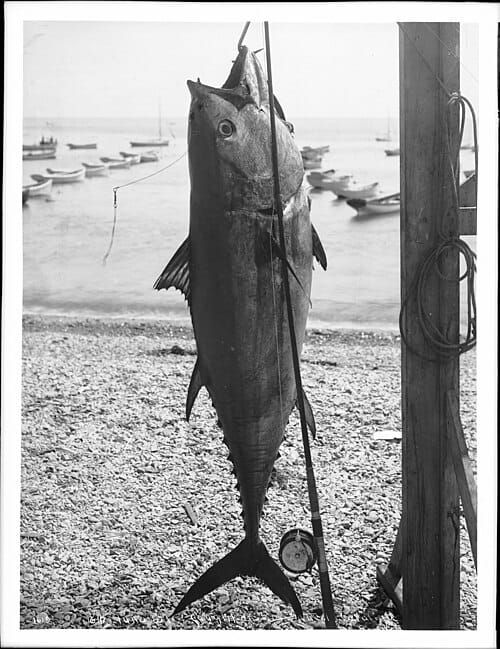 B&W photo of a large fish hanging from a hook, a rod and reel leaning against it; fishing boats are in the background