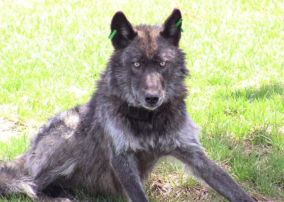 Photo of a male wolf, tagged and fitted with a radio collar