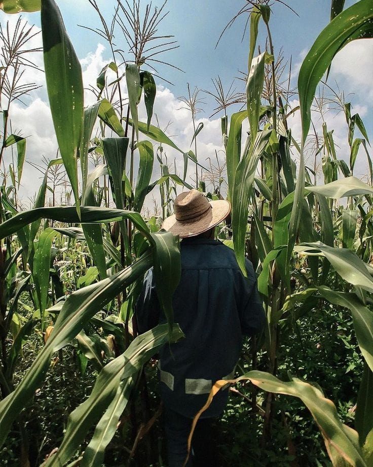 Germany Launches Major African Carbon Removal Initiative Post feature image
