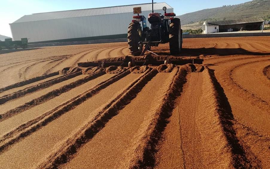 THE UNTAPPED VALUE OF ROOIBOS TO SA’s ECONOMY Post feature image