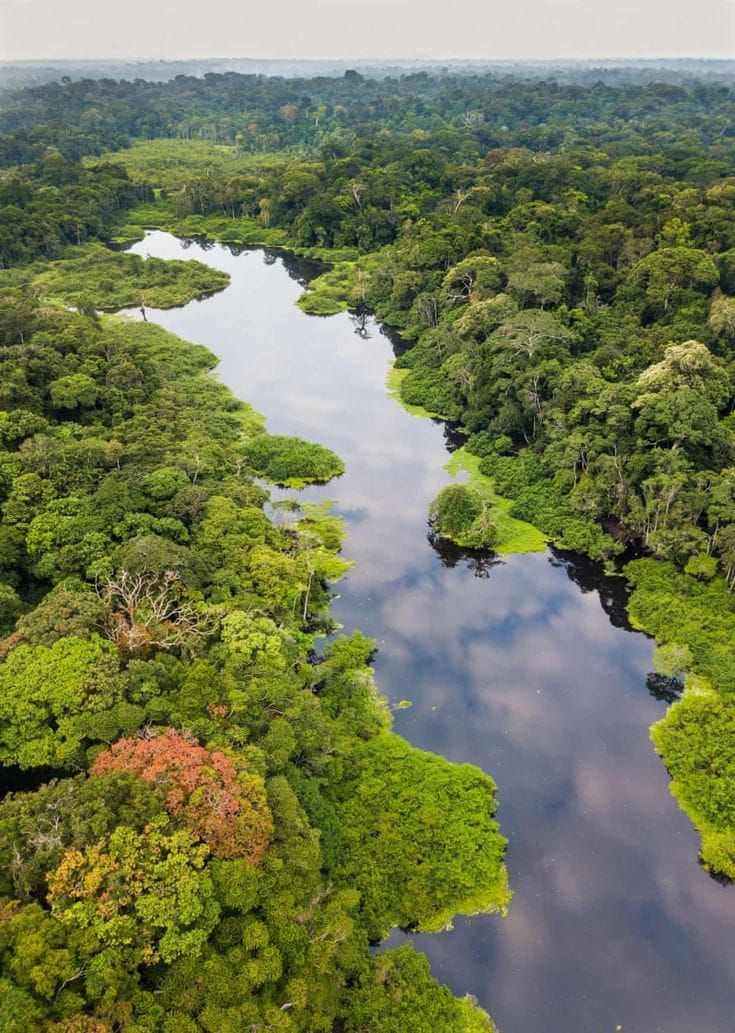 Congo Basin Nears Climate Breaking Point as Scientists Warn Forest Could Become Major Carbon Emitter Post image