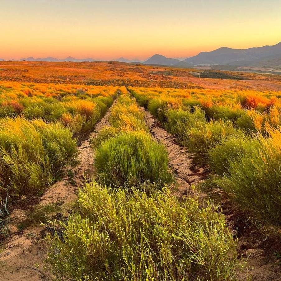 AS ROOIBOS DEMAND GROWS, SAFEGUARDING ITS ORIGIN MATTERS MORE THAN EVER Post image