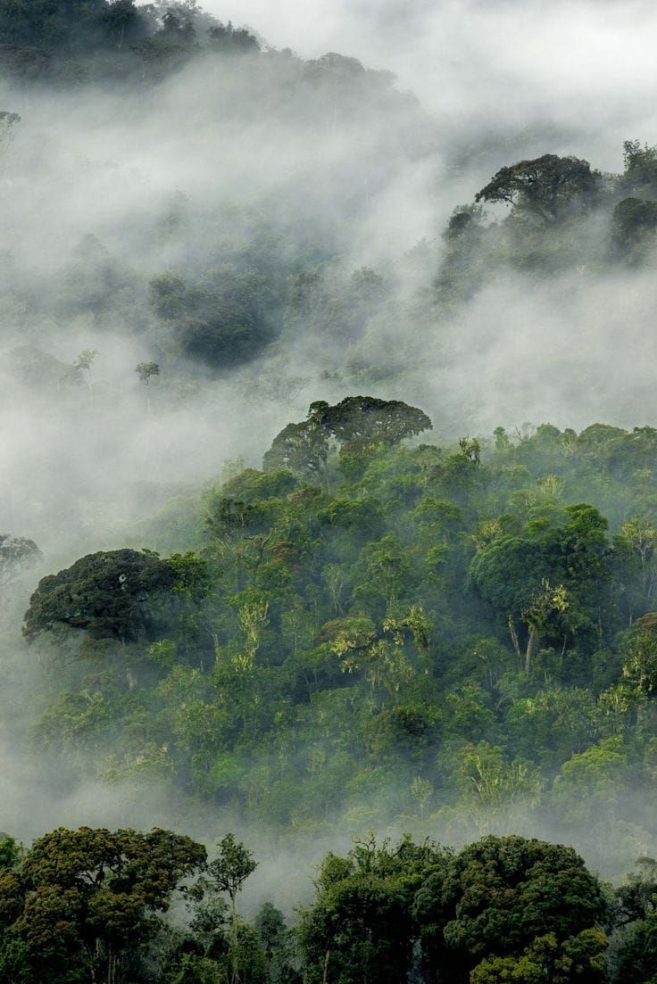 Congo Basin Project Wins Catalytic Funding as Private Capital Eyes Sustainable Land Use Post feature image