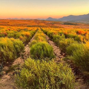 AS ROOIBOS DEMAND GROWS, SAFEGUARDING ITS ORIGIN MATTERS MORE THAN EVER Post feature image