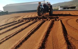 THE UNTAPPED VALUE OF ROOIBOS TO SA’s ECONOMY Post feature image