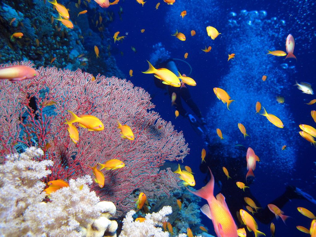 Fluorescent fish