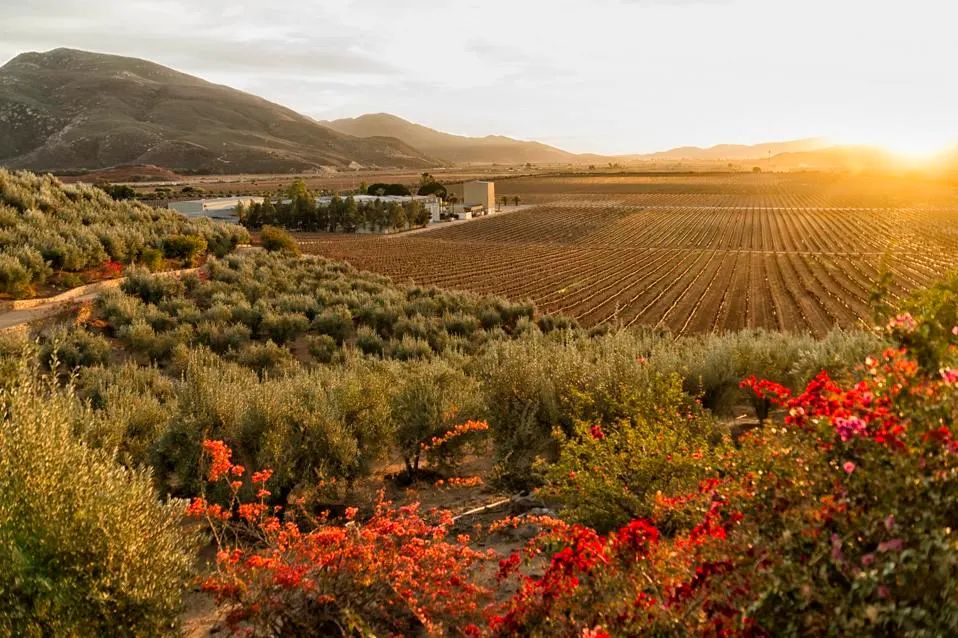 La renaissance du vin au Mexique : Des racines historiques à l'excellence moderne