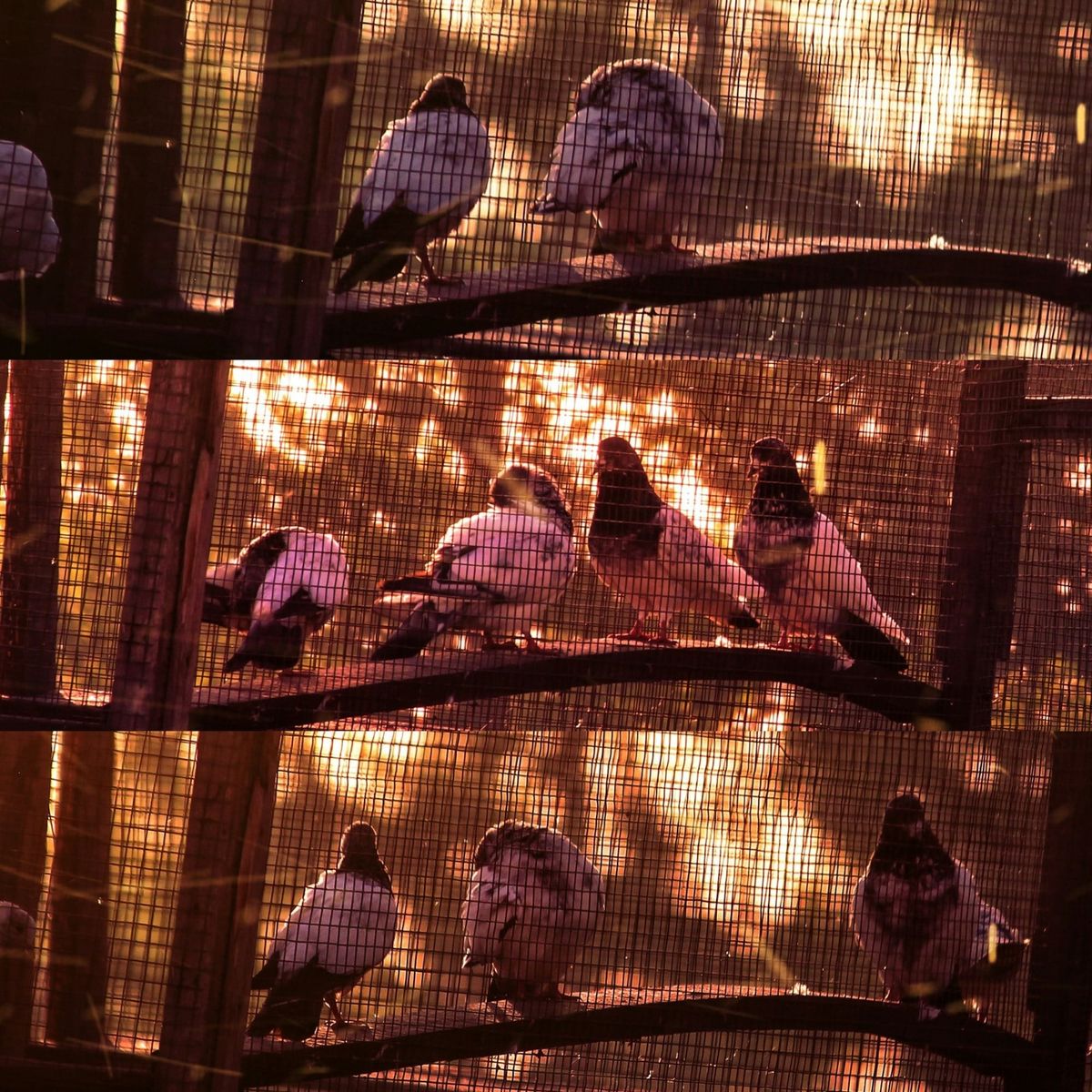 Flock Caged?  Select Board Pauses Surveillance Camera Use, and Makes Plans for Broader Policy