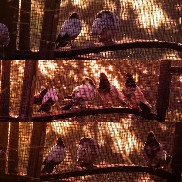 Flock Caged?  Select Board Pauses Surveillance Camera Use, and Makes Plans for Broader Policy