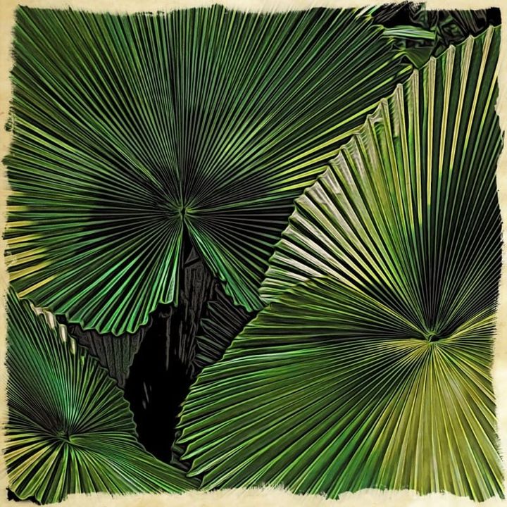 Music Video: Licuala Dreaming