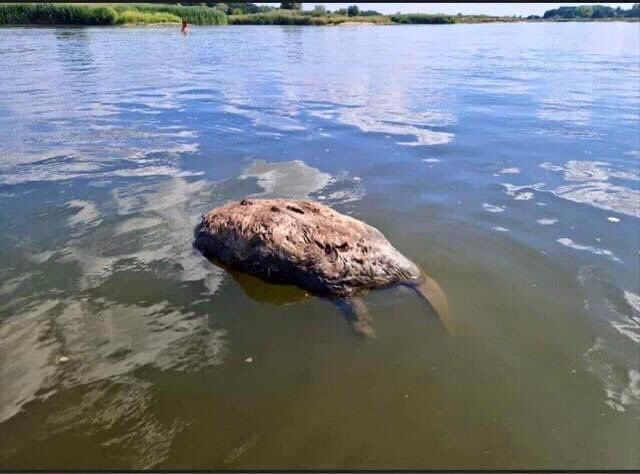 Służby państwowe ignorowały doniesienia o katastrofie ekologicznej w Odrze