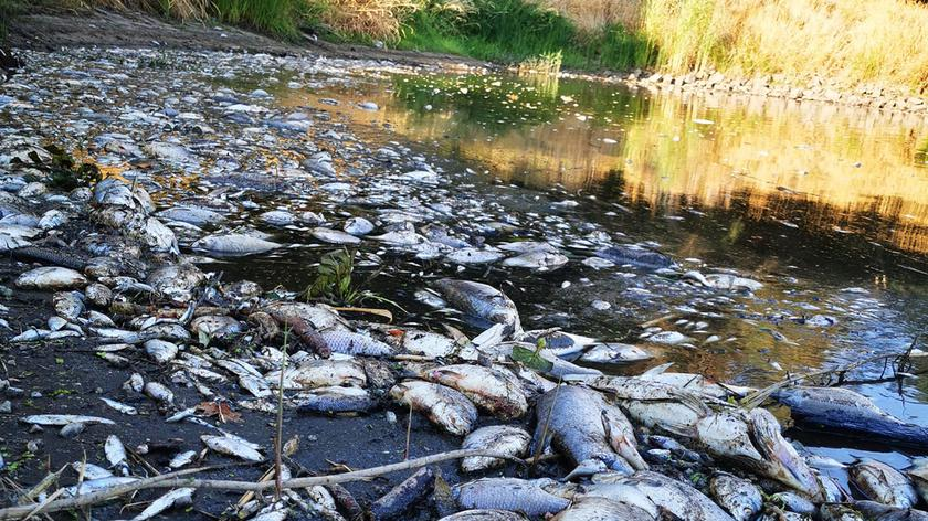 B. wiceminister środowiska o katastrofie ekologicznej w Odrze: Państwo PiS poległo. Rząd zareagował za późno