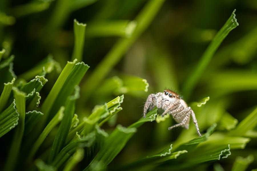 Macro World