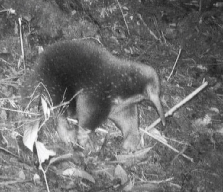Under Creative Commons license, a wildlife-camera shot of a long-beaked echidna. You can see its quills and what appears to be a healthy coat underneath them. It's a night shot.