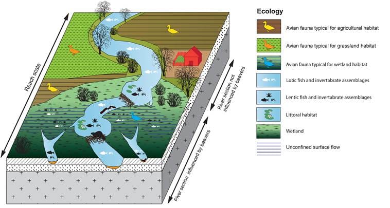 Graphic-style colour isometric drawing of a stylized beaver dam with farmland above the pond and wetlands adjacent and below, with legend showing ecology of various parts