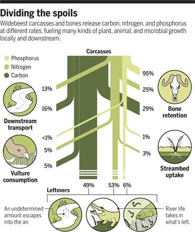 Vertical Sankey diagram showing the ultimate distribution of the phosphorus, nitrogen and carbon contained in the carcasses of wildebeest drowned while crossing rivers during annual migration on the Serengeti