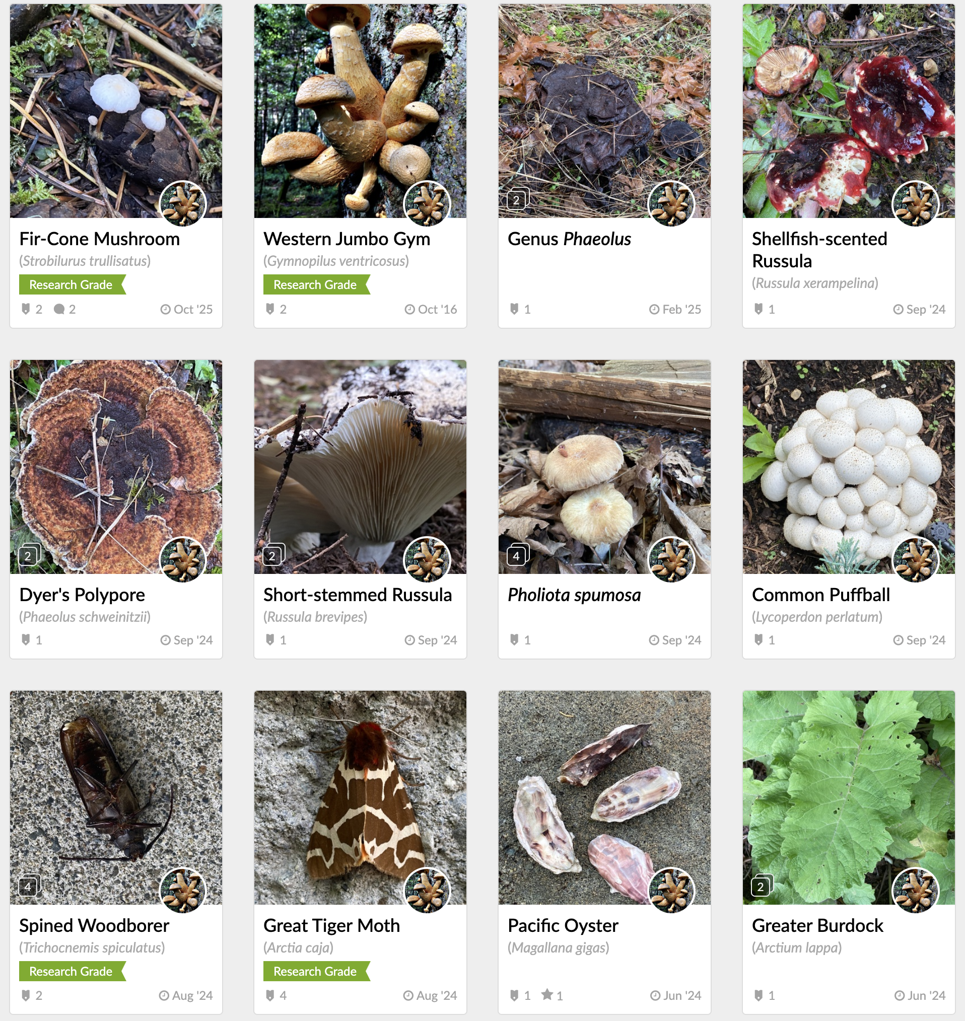 A page from iNaturalist, showing 12 species identified by citizen scientists and confirmed or commented upon by experts.