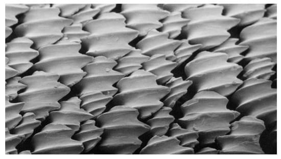 Extreme close-up photograph of the triple-ridged denticles that make up the surface of shark skin