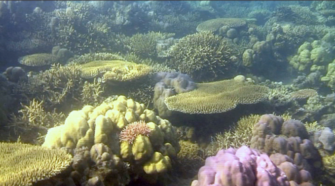 Photo of colourful restored coral reef after 10 years of low voltage electrical stimulated growth.