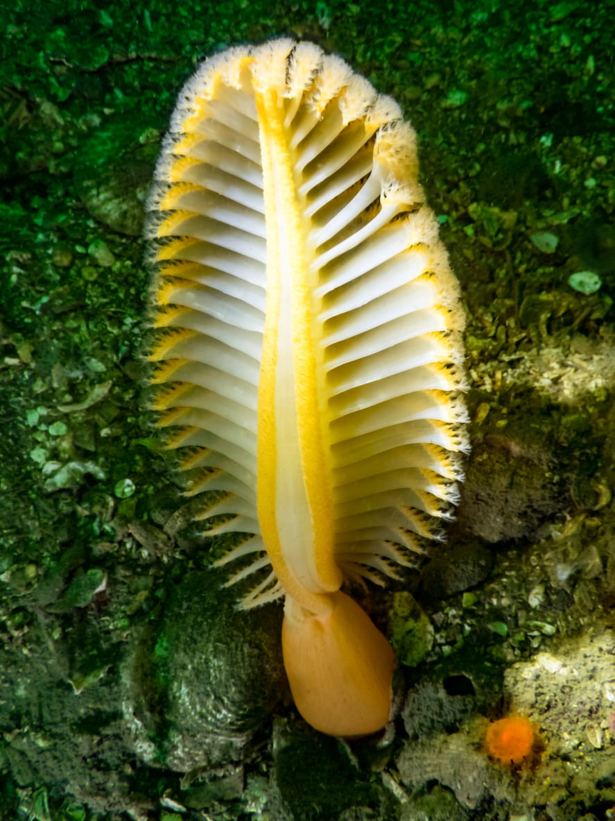 Beautiful, feathery coral form that looks like a quill pen.
