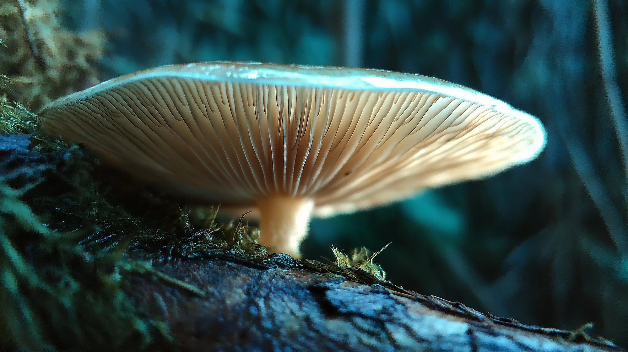 Close shot of a translucent mushroom from a low angle that shows its gills.