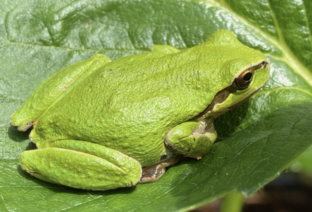 Tiny green frog, doing her best to match a green leaf.