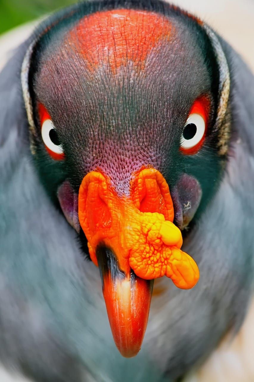 This is our little example of how media behaviour can attract attention. We've put up a picture of a big, ugly vulture to get everybody's attention. Hey, we made you look!