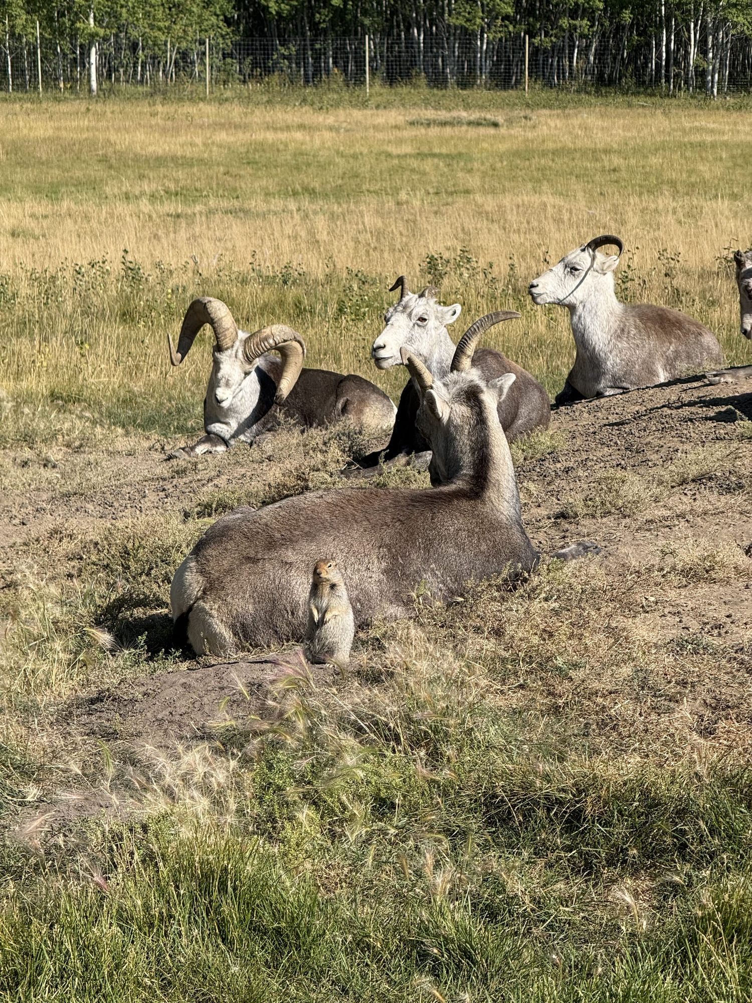 Four thinhorn sheep resting on arctic ground squirrel burrow mounds, with an arctic ground squirrel standing sentry in front of one sheep