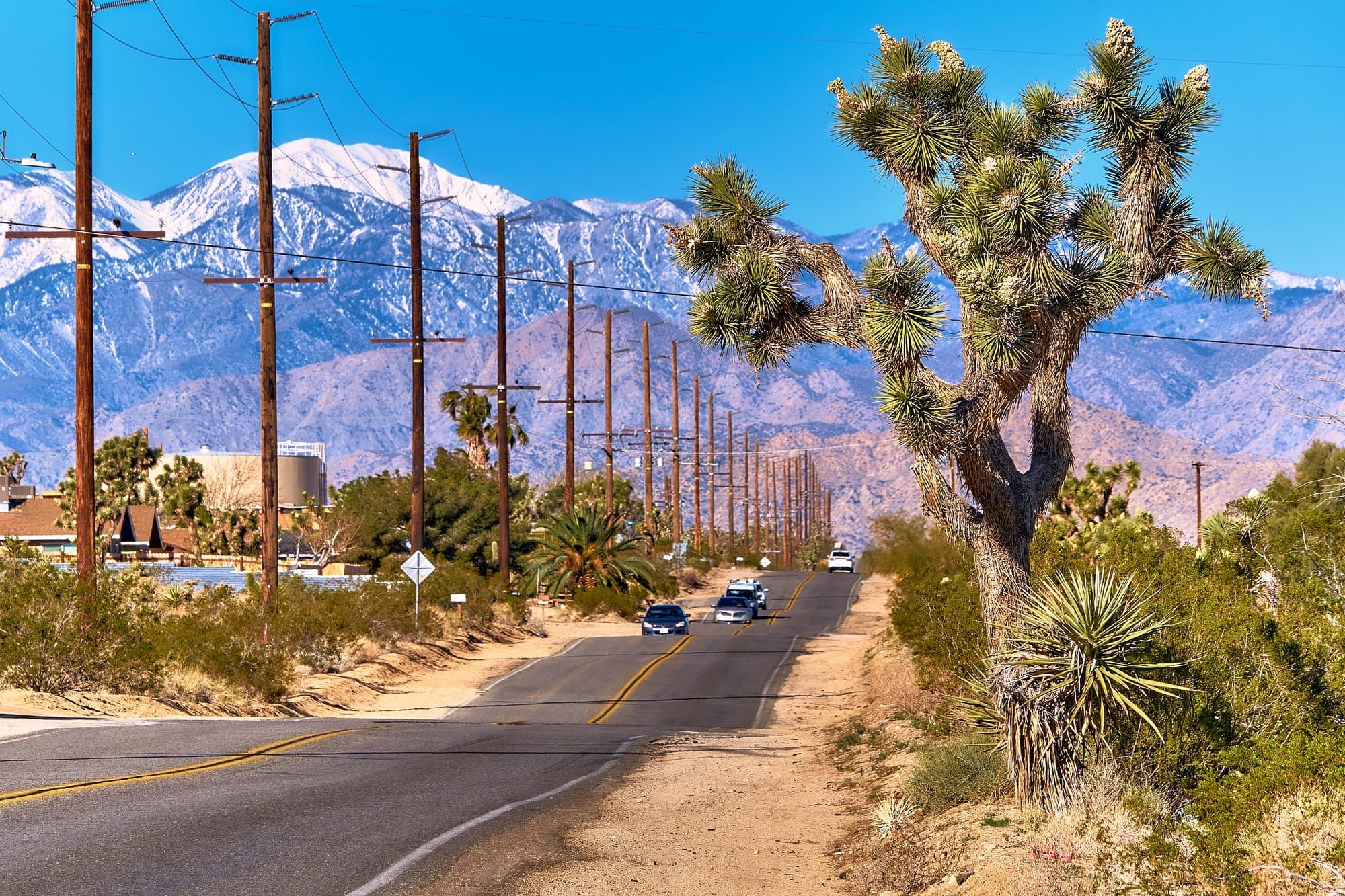 Arid-looking region with a dry-looking Joshua tree against a mountain backdrop.