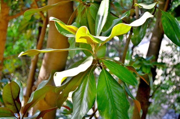 Picture of a cluster of magnolia leaves in sunlight, with light brown branches behind