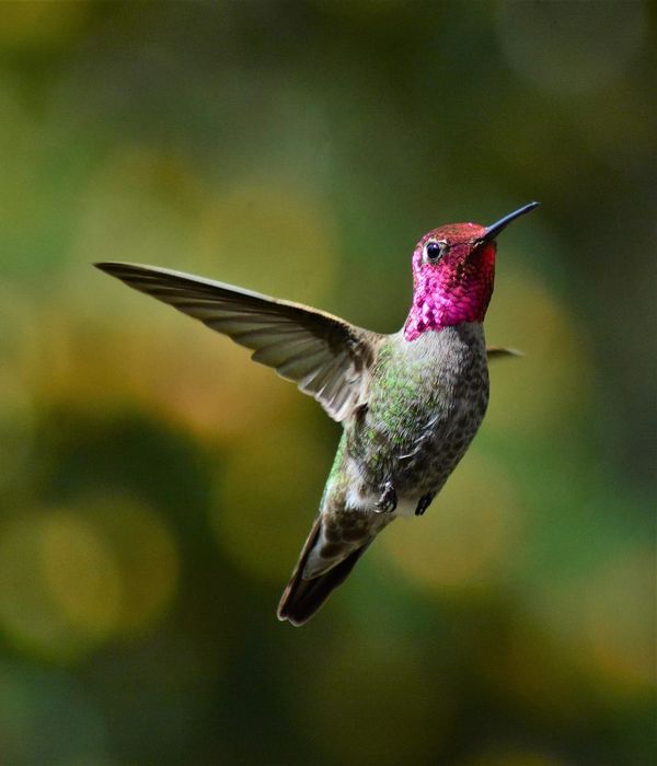 An iridescent Anna's hummingbird.