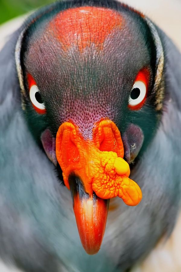 This is our little example of how media behaviour can attract attention. We've put up a picture of a big, ugly vulture to get everybody's attention. Hey, we made you look!