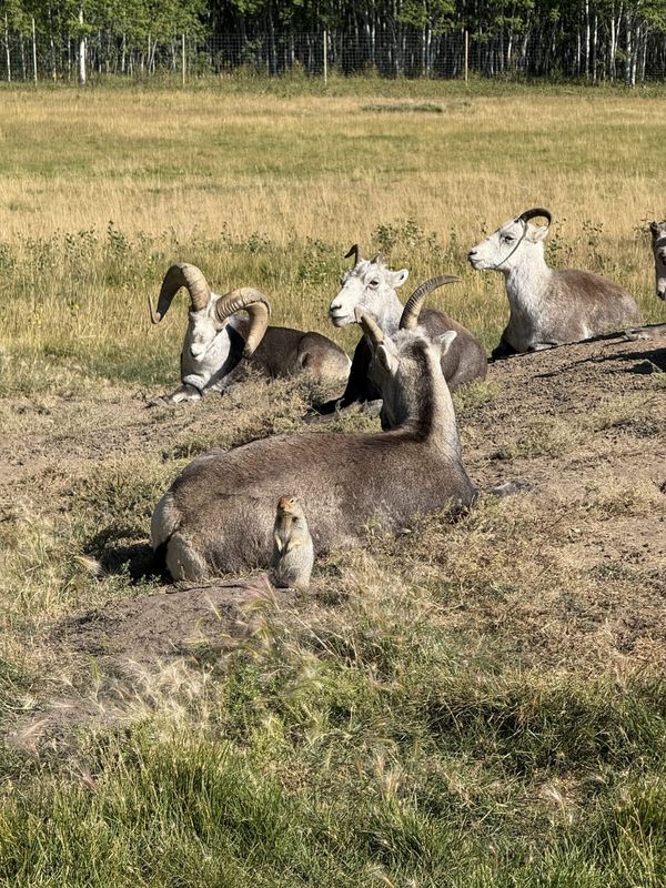 Four thinhorn sheep resting on arctic ground squirrel burrow mounds, with an arctic ground squirrel standing sentry in front of one sheep