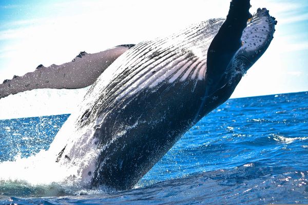 An impressive humpback whale leaps out of a vivid blue ocean.