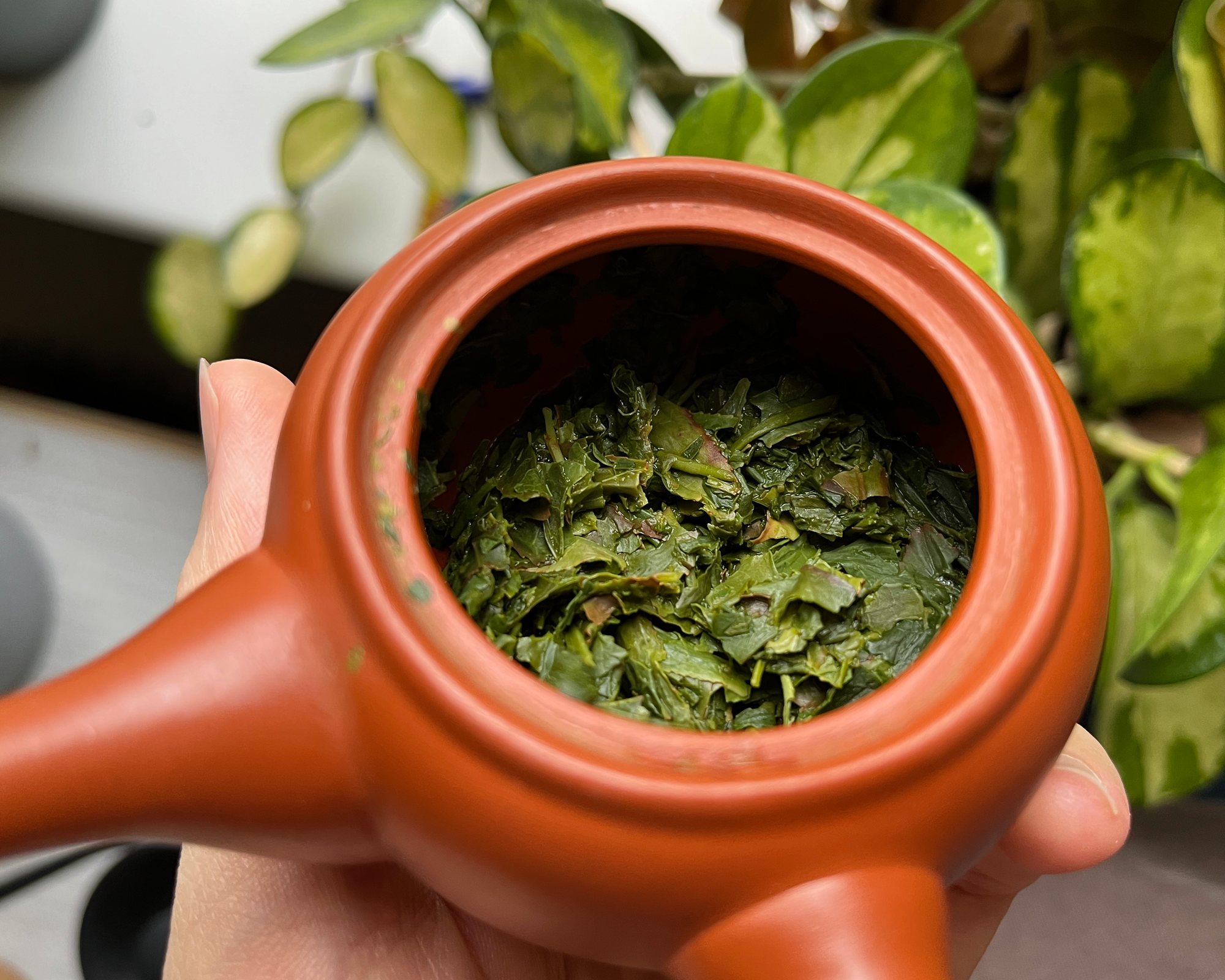 Here you can observe a bit the effect of the process on the leaf. Observe some areas with purple or yellowish tones.