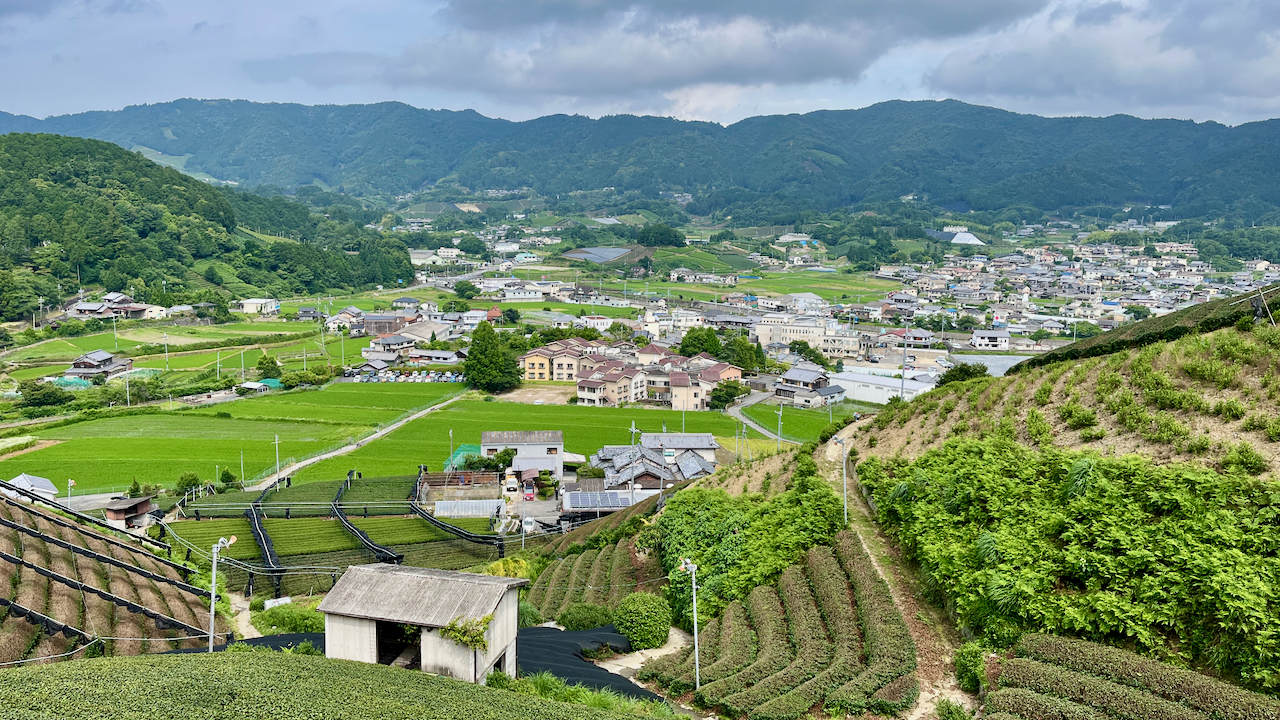Wazuka surrounded by tea fields