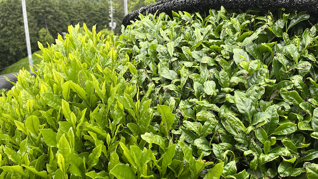 Same Yabukita bush, left side unshaded, right side shaded for around 2 weeks