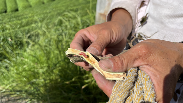 A caterpillar bug found when someone notice a dead branch on a tea bush