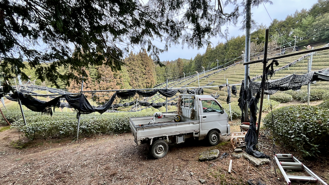 Trimming in the blue forest tea field
